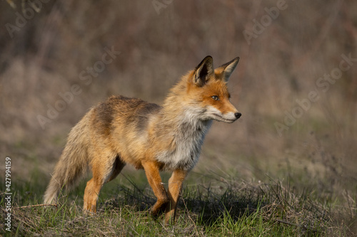 Red fox Vulpes vulpes in the habitat © Tatiana