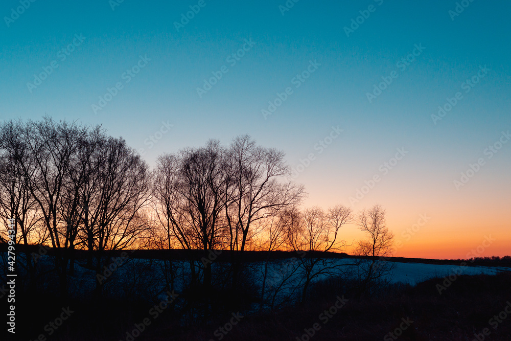 Red sunset and trees in the forest.