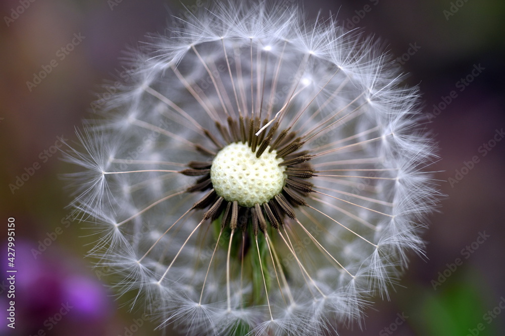 Fototapeta premium Nahaufnahme einer Pusteblume