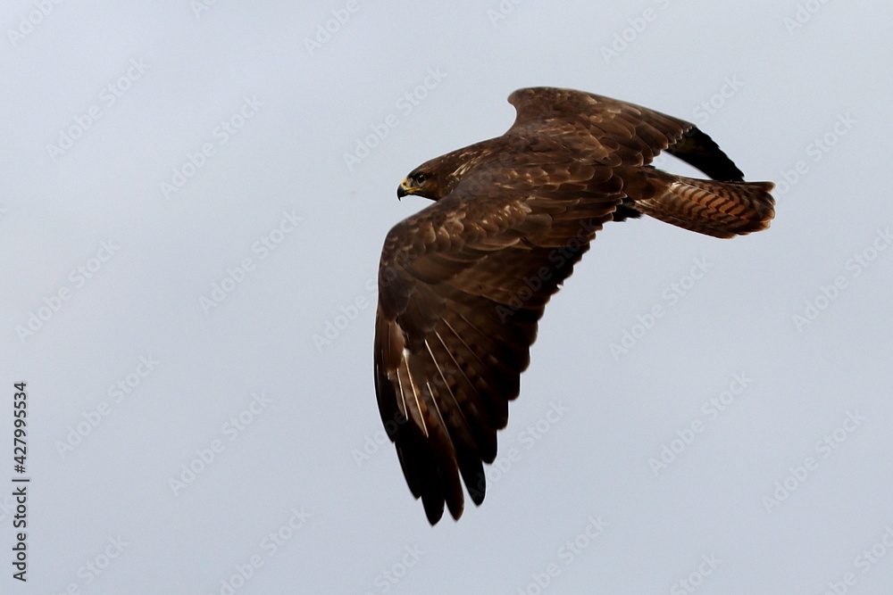 Fototapeta premium buse variable en automne