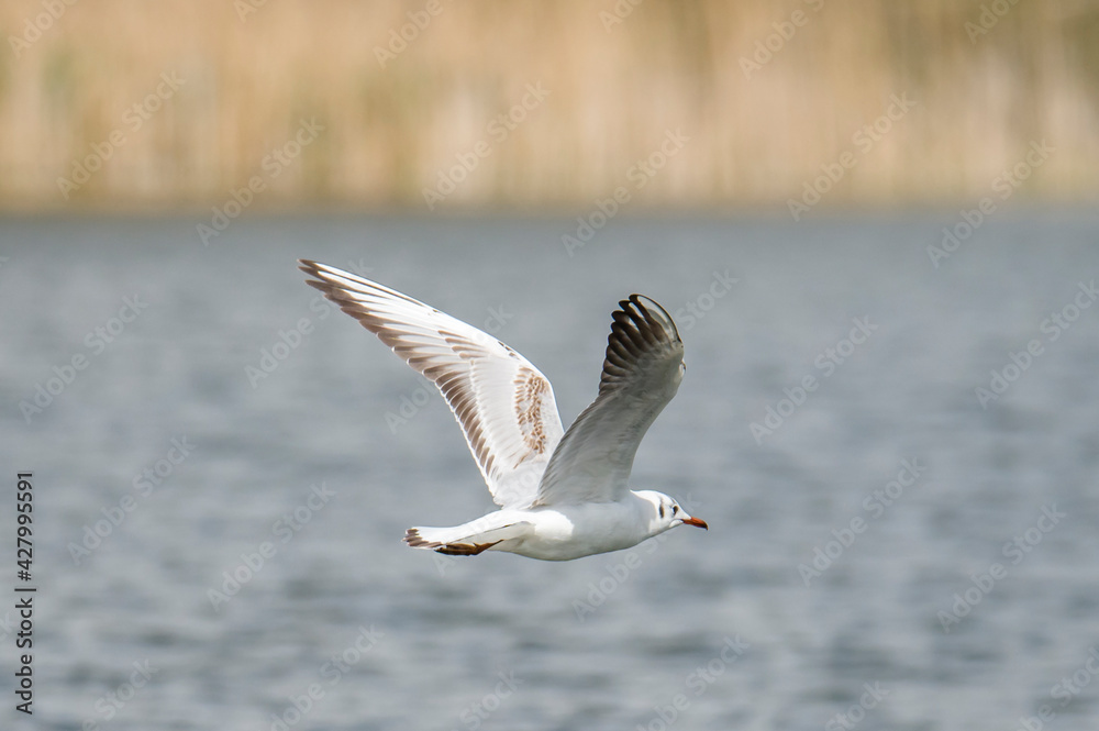 Seagull in flight, hunting for mosquitoes Seagull in flight, hunting for mosquitoes