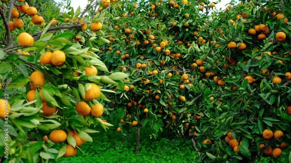 Tangerine tree garden. Branches with yellow and orange mandarin fruits. Tangerine tree garden. Branches with yellow and orange mandarin fruits.