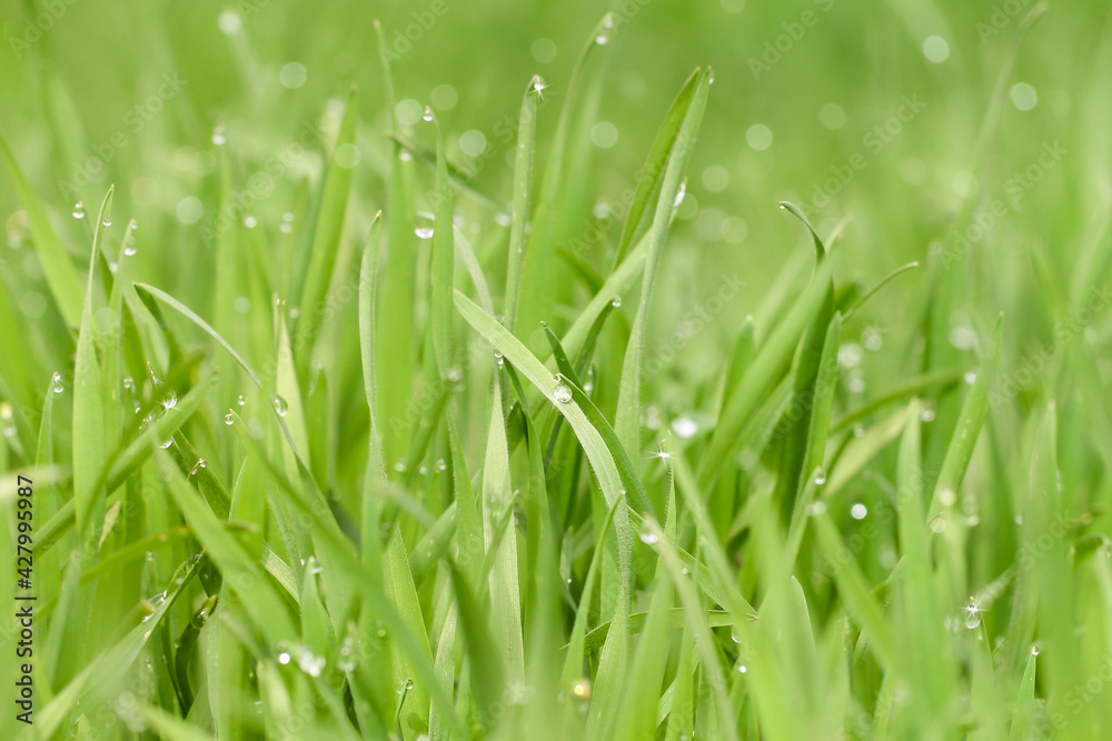 Morning dew on the green grass. Springtime. Morning dew on the green grass. Springtime.