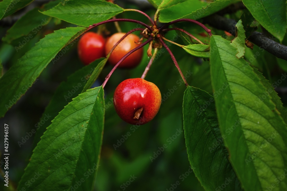 cherries on the tree cherries on the tree