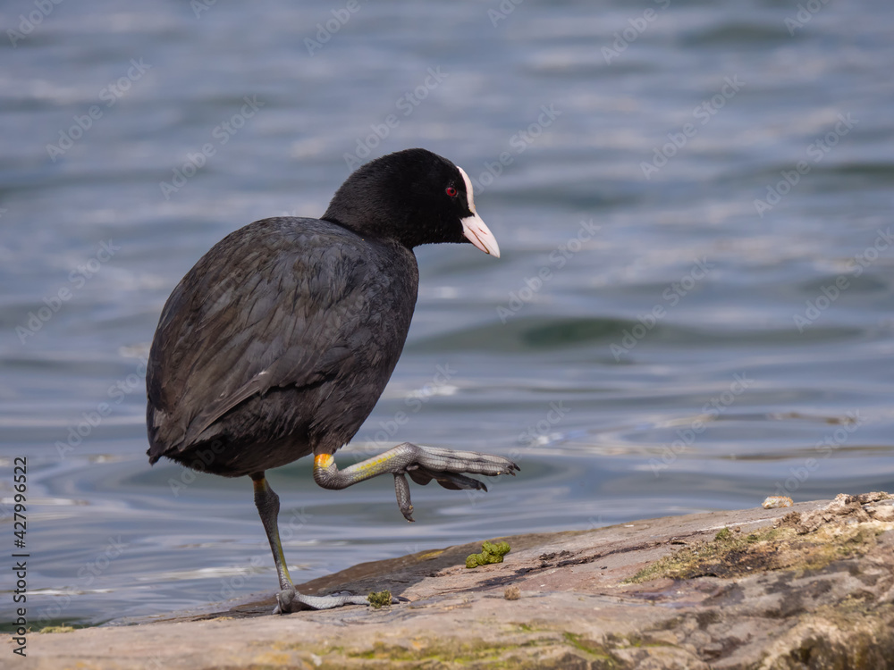 Blässhuhn spaziert am See Blässhuhn spaziert am See