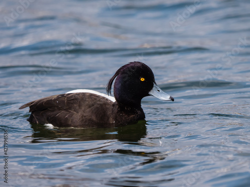 Photography Seitenansicht einer Reiherente auf dem Phönixsee in Dortmund, Aythya fuligula