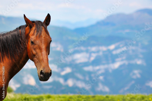 Portrait of happy stallion in the mountains on a sunny day. Background image with horse head on the left.