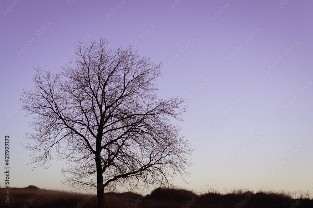 Lonely tree at sunset of the day.