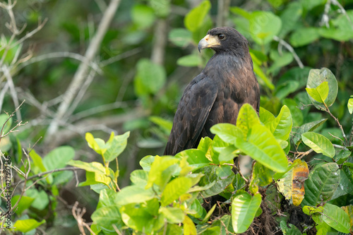 The Great black hawk  Buteogallus urubitinga 