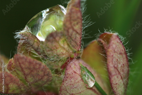 gouttelette de rosée photo