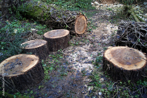 Cut tree trunk and tree stumps arranged in a circle. Life in the woods and in nature.