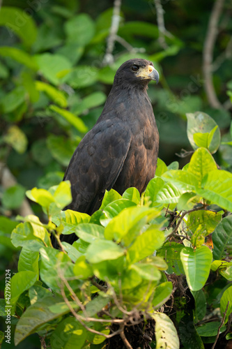 The Great black hawk (Buteogallus urubitinga)