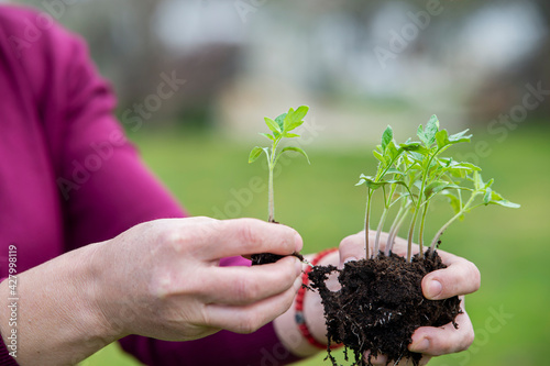 Woman hand holding plants of tomato with roots in soil