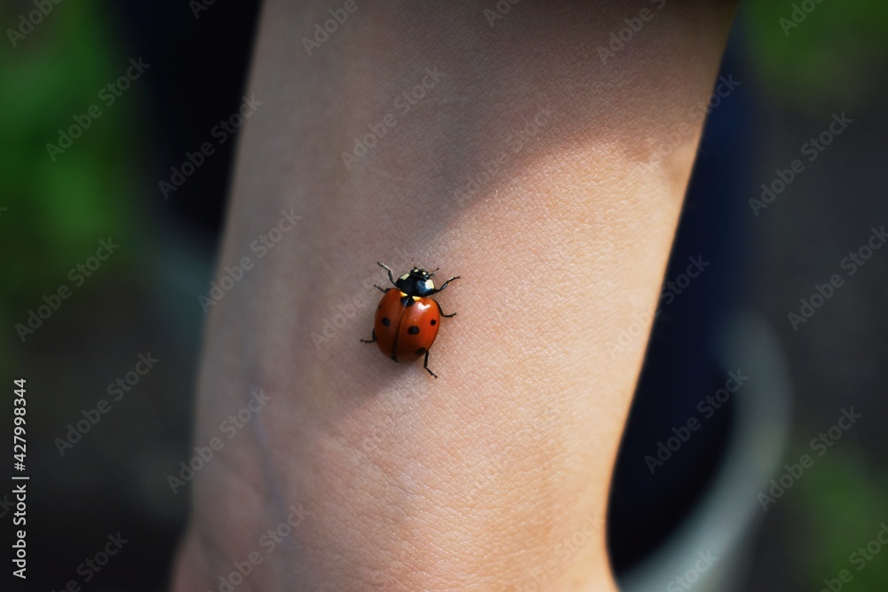 ladybug on a leaf ladybug on a leaf