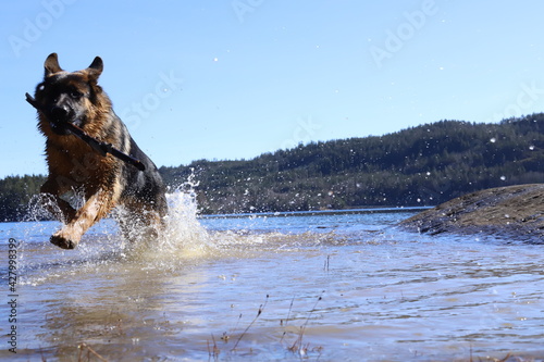 german shepherd running in the water