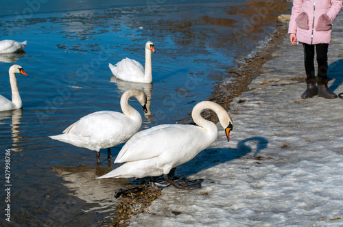 swans feed on the shore of the pond