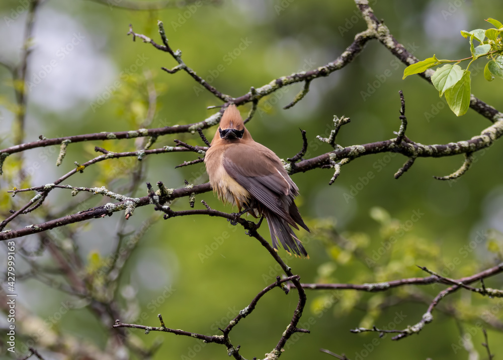Cedar waxwing looking at the camera while perched on a branch. Green nature background. Ottawa, Canada
