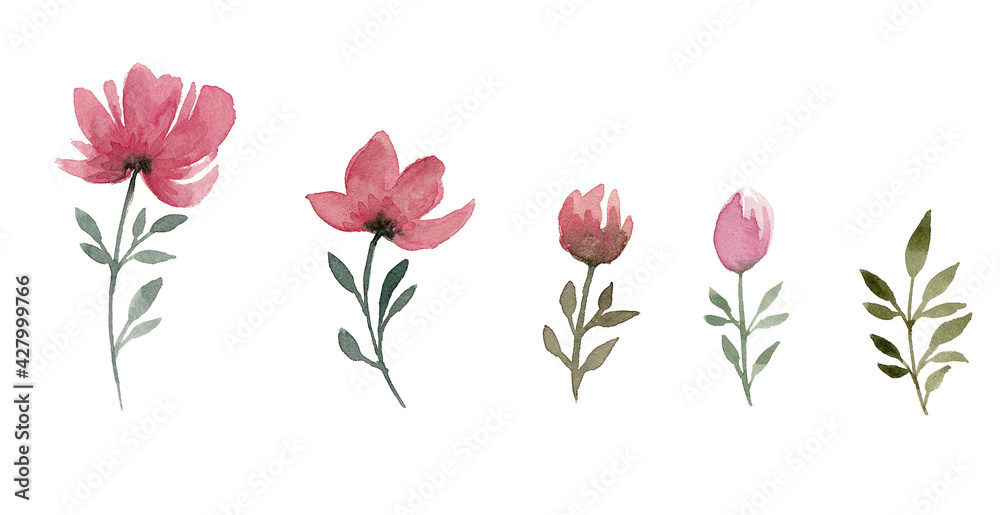 Watercolor set of botanical sketches in pink colors, flowers made by hand in watercolors, collection of flowers isolated on white background