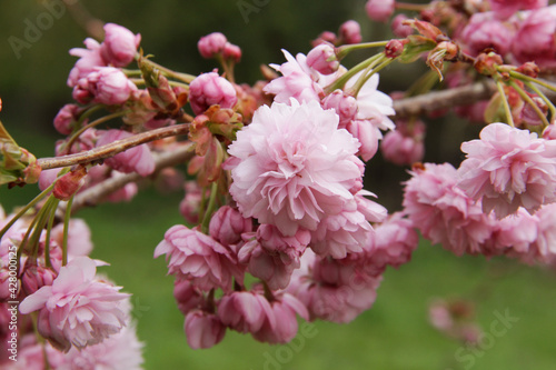 Blooming pink cherry. Blooming tree