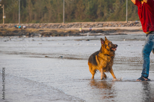 Aggressive and young German shepherd dog playing on beach with owner | Curious Happy Young German shepherd dog playing with owner or Trainer on beach in Mumbai 
