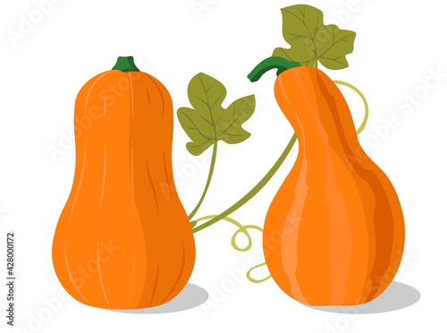 Cartoon halloween pumpkin set. Different shapes and sizes orange gourd. Pumpkin with leaves on a white background.