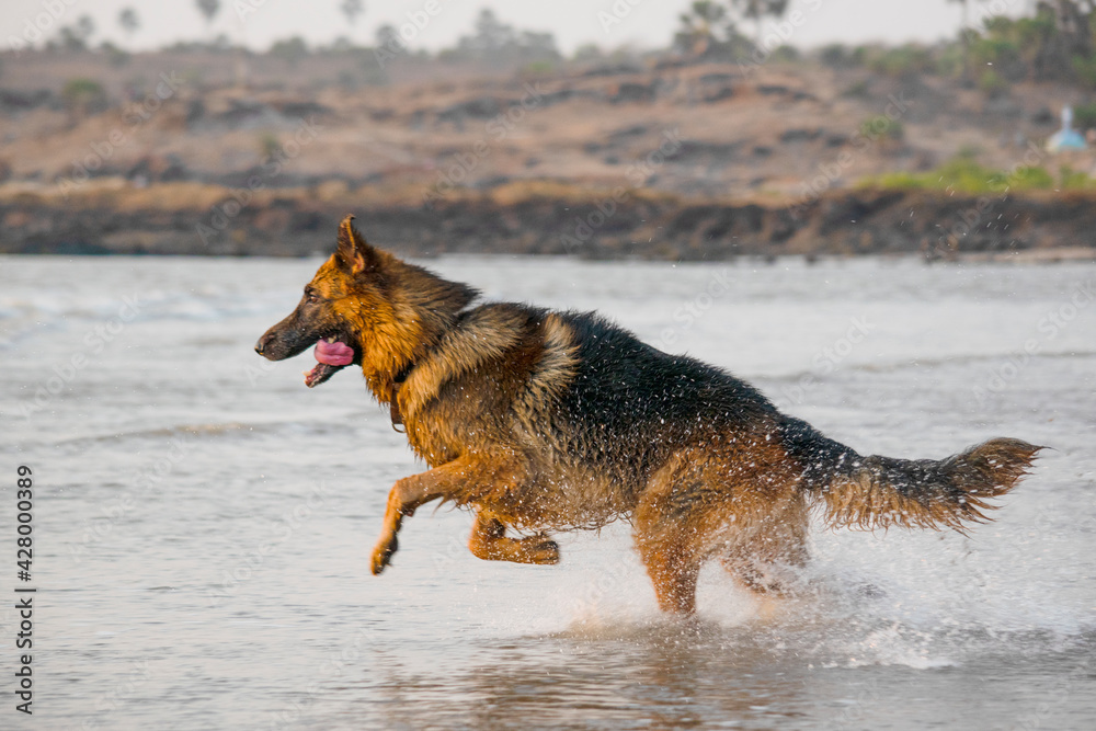 Aggressive, young, playful German shepherd dog playing on beach, running behind toy ball on beach | Training Young Aggressive, cop dog German shepherd on beach chasing and running on beach in Mumbai 