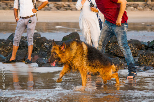 Aggressive, young, playful German shepherd dog playing on beach, running behind toy ball on beach | Training Young Aggressive, cop dog German shepherd on beach chasing and running on beach in Mumbai 