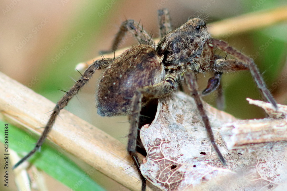 araignée loup en hiver