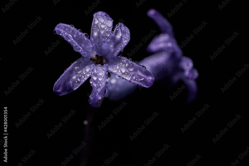 Naklejka premium Close-up of blue geacinth flower with dew drops on dark background