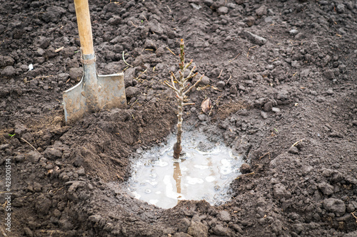 Planting a young pear seedling in the garden using a shovel in spring. The idea of leaving and watering a young tree