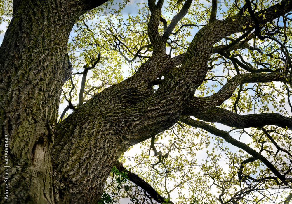 Fototapeta premium Young oak leaves looking into the crown of a tree.