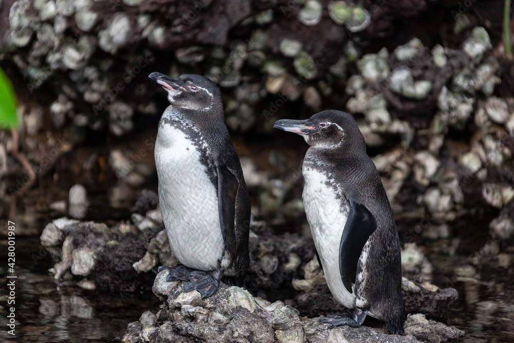 Fototapeta premium Galapagos Penguins - Galapagos Islands - Ecuador.