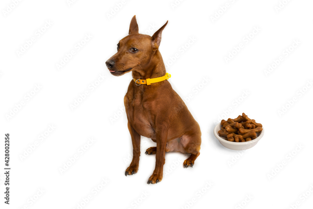 Miniature brown pinscher. A bowl of dog food. White studio background.