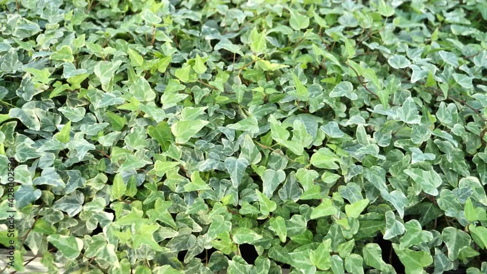 Common ivy leaves ,Hedera helix Common ivy leaves ,Hedera helix