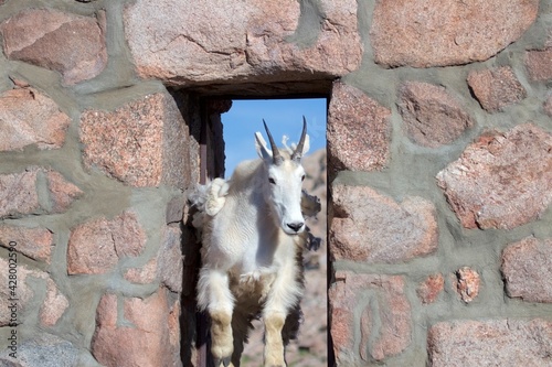 Scruffy Mountain goat stands in window or rock masonry wall ash the top of Mount Evans on Colorado USA