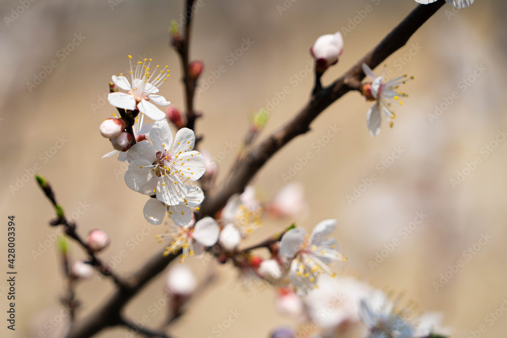 flowering tree in spring in the garden flowering tree in spring in the garden