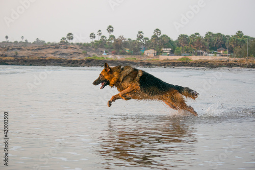 Aggressive, young, playful German shepherd dog playing on beach, running behind toy ball on beach | Training Young Aggressive, cop dog German shepherd on beach chasing and running on beach in Mumbai 