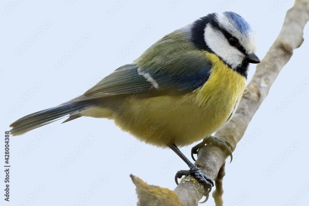 Obraz premium mésange bleue en hiver