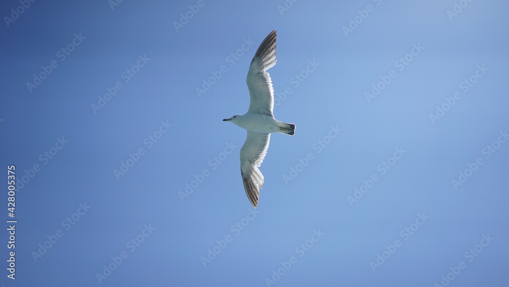 Seagull flying freely in the blue sky
