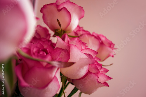 A bouquet of pink roses on the background of a wall in a room in daylight. Mother day. Floral natural background
