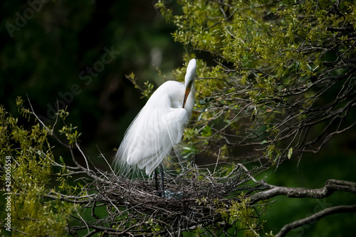 Great Egret (Casmerodius albus) in breeding plumage, standing and preening over pale blue eggs in a stick nest , Florida, USA. photo