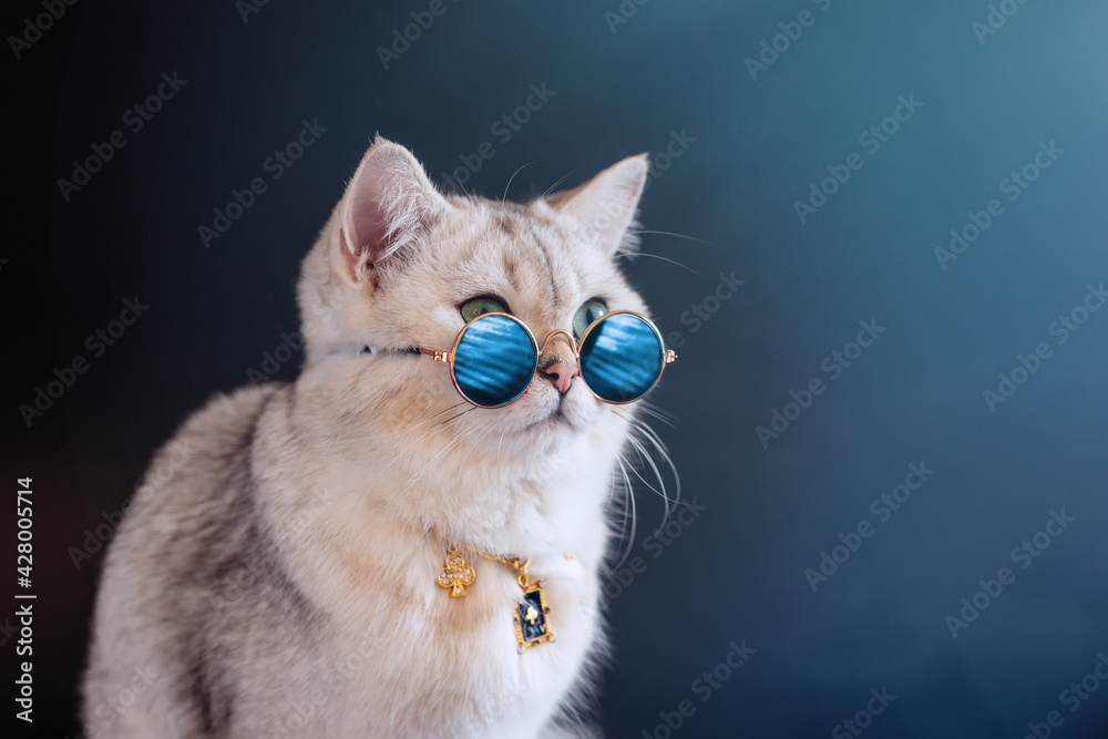 Cool gray british cat wears blue sunglasses on an black blue background.