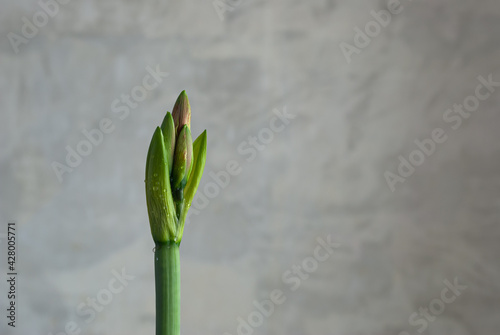green lily flower on grey background