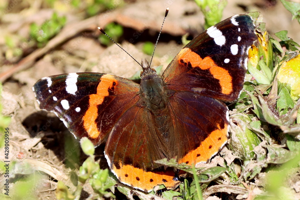papillon vulcain en hiver papillon vulcain en hiver