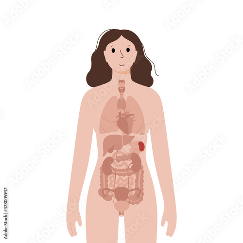 Internal organs in female body