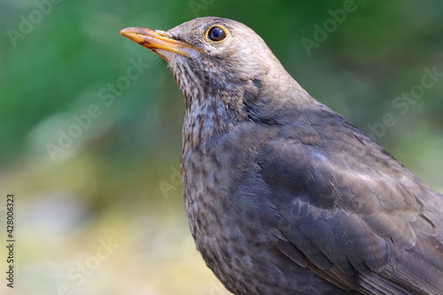 portrait de merle noir femelle