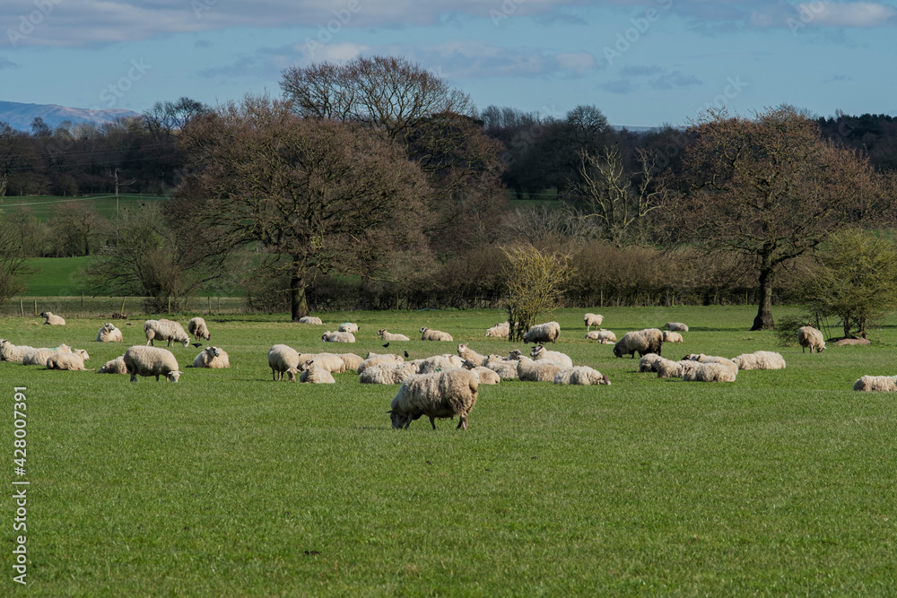 flock of sheep on green grass
