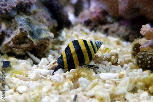 Bumble Bee Snail - (Engina mendicaria)