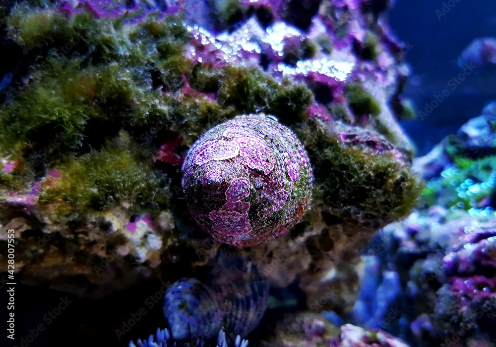 Obraz premium Sea snail in saltwater aquarium reef tank