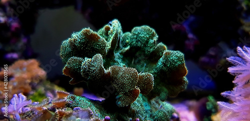 Pavona SPS Cactus Coral - (PAVONA DECUSSATUS)